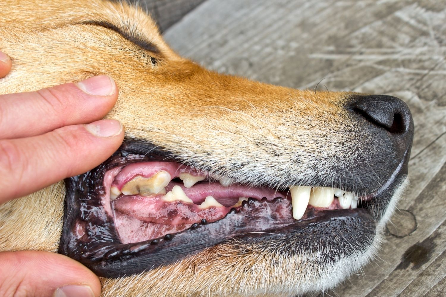 les dents des chiens avec la plaque dentaire - Premium dental snack