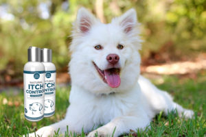 Premium Natural Itch Control avec un chien