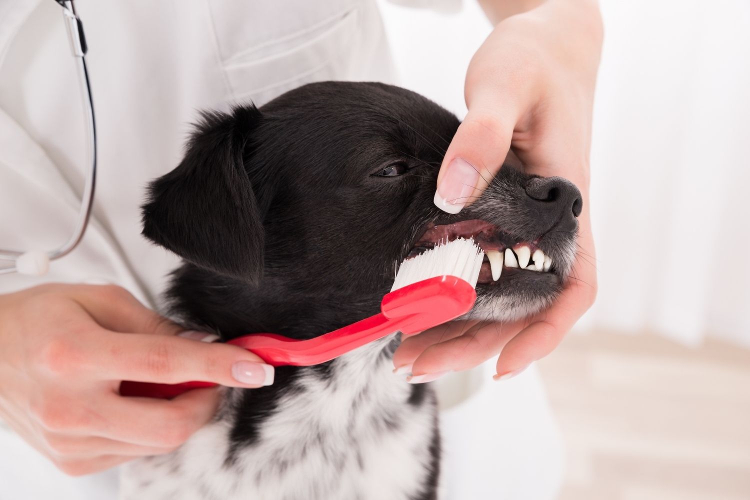 brossage des dents du chien avec Premium Dental Snack