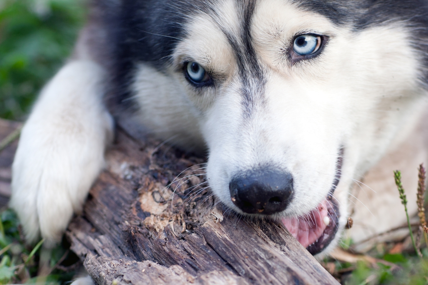 Le chien mâche un bâton 