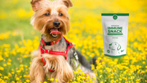 comment donner à mon chien un bon système immunitaire - premium Immune snack