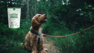 chien dans les bois en laisse avec un bon système immunitaire - Premium Immune Snack